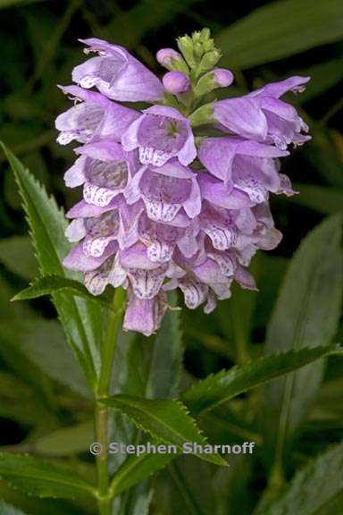 physostegia virginiana 1 graphic